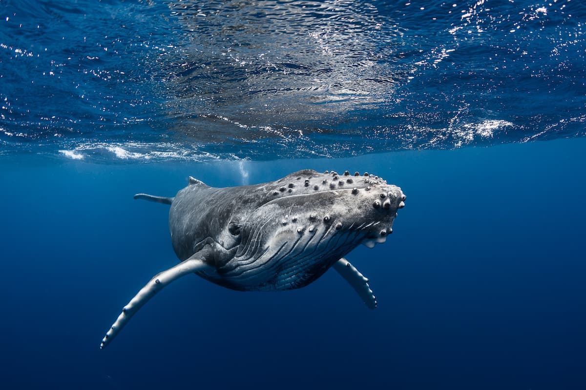 baleines iles australes