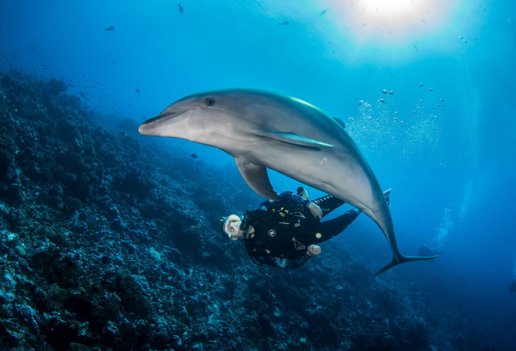 Combo avec un dauphin à Rangiroa