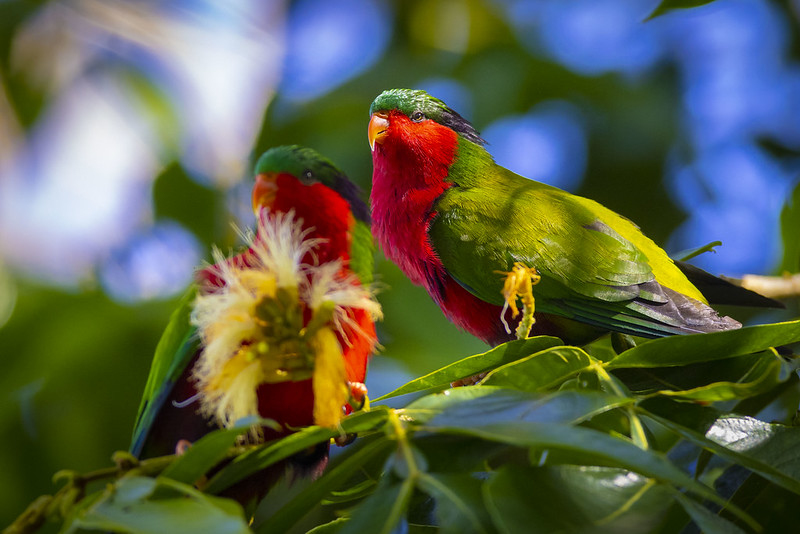 photo d'oiseaux sauvages des Iles Australes